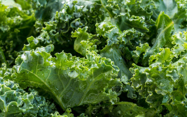 istock Freshly washed and trimmed kale leaves ready for salad or cooking 1161865489