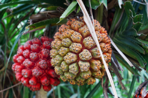 hala fruit, frutta tropicale esotica pandanus tectorius, - perennial leaf fruit tropical fruit foto e immagini stock