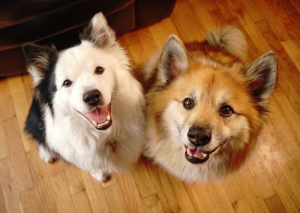 zwei hundehundegefährten schauen in die kamera - two dogs stock-fotos und bilder