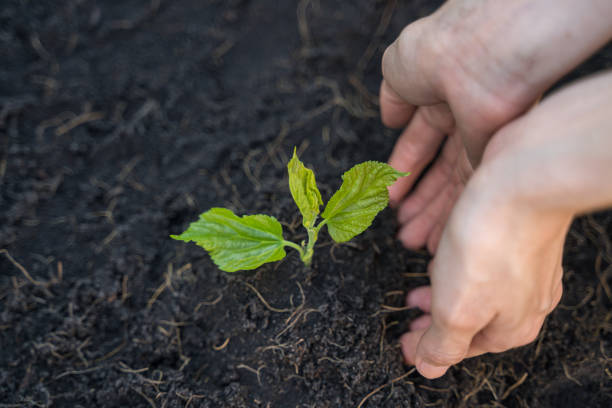 istock Planting seedlings with hands, eco and environment concept 1161871140