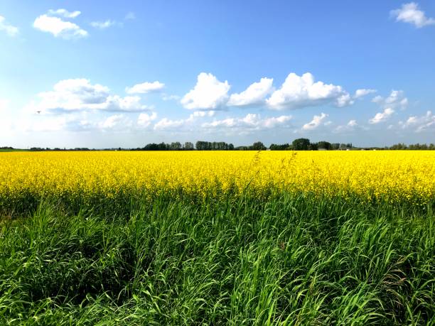 Field of flowering Canola / Rape Seed in summertime. Picture is taken in High Prairie, Alberta Canada