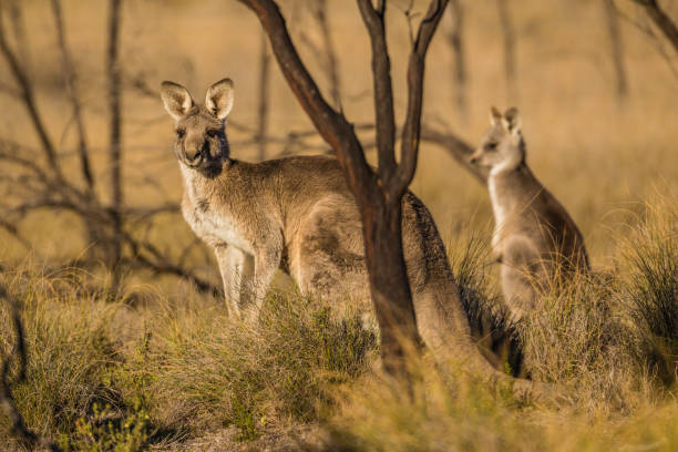 istock Kangaroos in the bush 1161874491