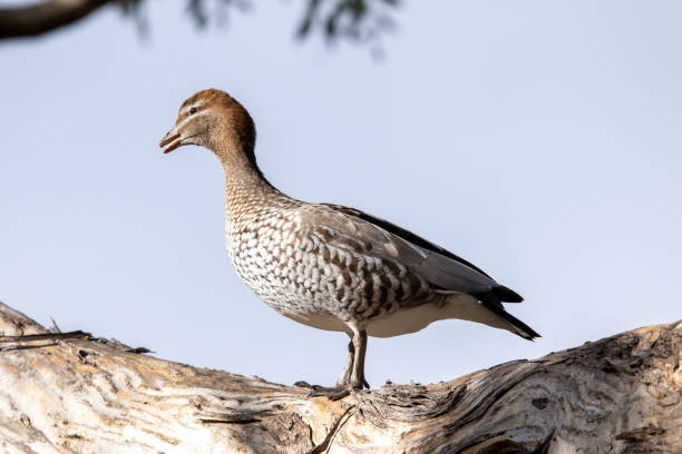 istock Female Australian Wood Duck 1161875206