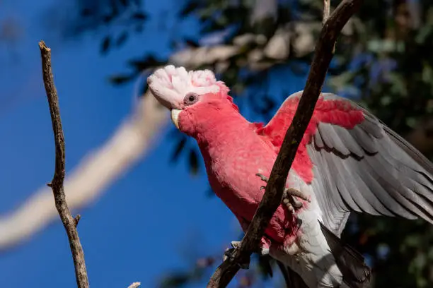 A pink Galah perches in a tree and spreads its wings stock photo.