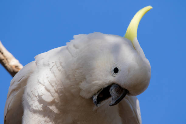 istock Sulphur-crested Cockatoo 1161875252