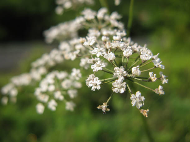 White wild cicuta virosa flower in green background. White wild cicuta virosa flower in green background. Hemlock branch with tiny white flowers in the summer. Closeup of deadly plant. cicuta virosa stock pictures, royalty-free photos & images