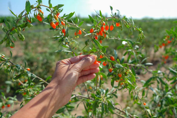 ernte frischer goji-beeren - wolfberry berry chinese medicine berry fruit stock-fotos und bilder