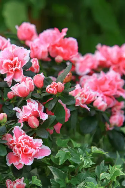 the Rhododendron hybrida at the garden at hk