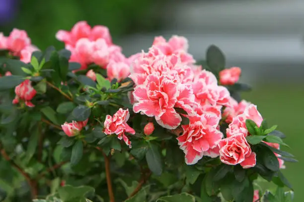 the Rhododendron hybrida at the garden at hk