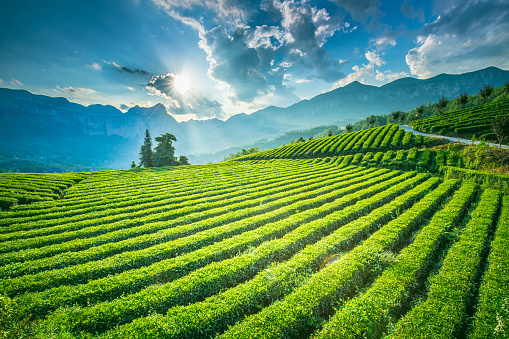 Bueatiful tea plantation on mountain
