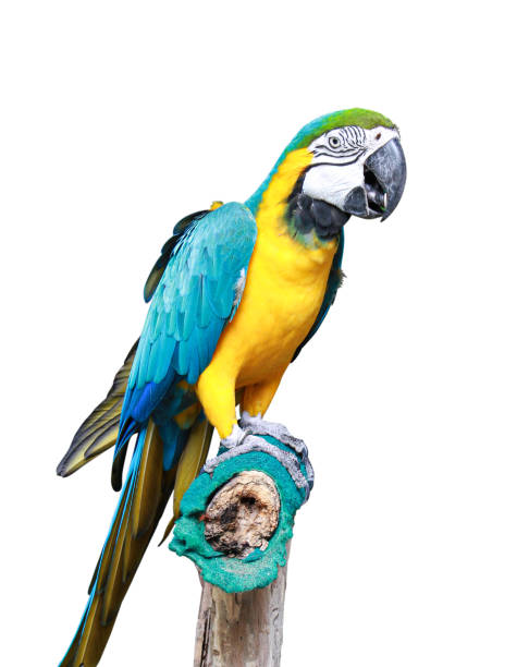 istock Macaw bird isolated with clipping path on white background. 1161879356