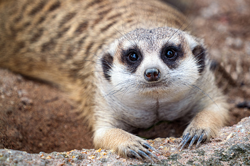 Closeup of meerkat face, animal sleep