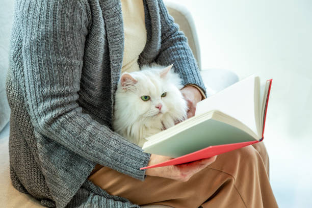 istock white cat reading a book on the woman's lap 1161879611
