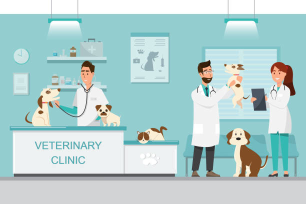 ilustraciones, imágenes clip art, dibujos animados e iconos de stock de veterinario y médico con perro y gato en mostrador en clínica veterinaria - vet