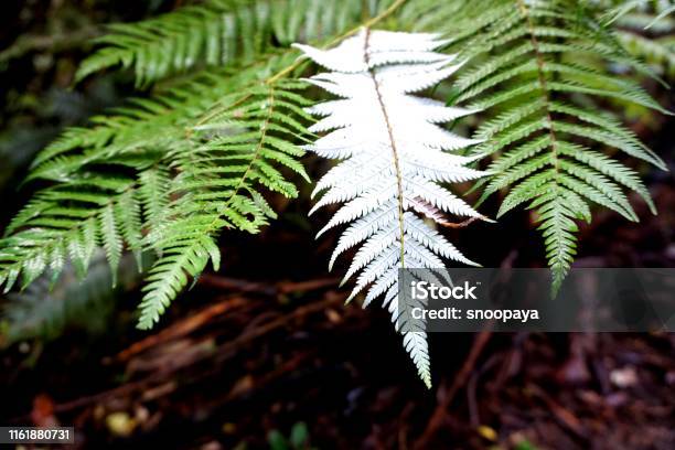 Silver Fern Stock Photo - Download Image Now - Fern, Silver Colored, Abstract