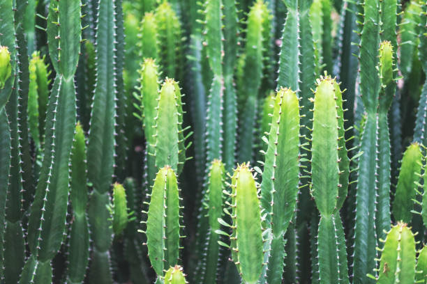 euphorbia ingens cactus trees Closeup image of euphorbia ingens cactus euphorbiaceae stock pictures, royalty-free photos & images