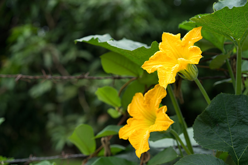 Stock photo showing close-up view of yellow hibiscus flowers on shrub with blurred leaves gardening background. This pretty yellow blooming plant is a member of the Mallow family.
