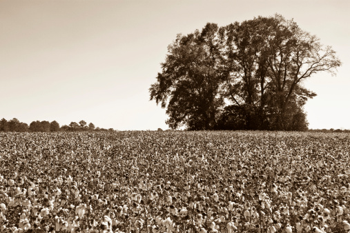 A field of ripe cotton ready for harvest in the deep South (U.S) with an aged or sepia-toned look.