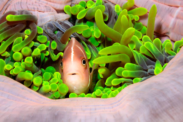 istock Pink Amenonefish, Amphiprion perideraion 1161883549