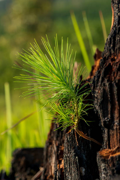 istock pine seedling growth in nature, on the died tree by forest fire 1161884523