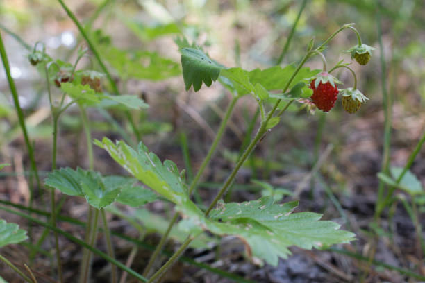 istock forest berry strawberry close-up, flowering, fruit 1161885374
