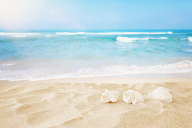 istock Empty sand beach and shells in front of summer sea background with copy space 1161885506