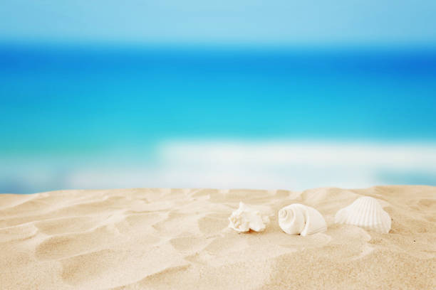 istock Empty sand beach and shells in front of summer sea background with copy space 1161886283