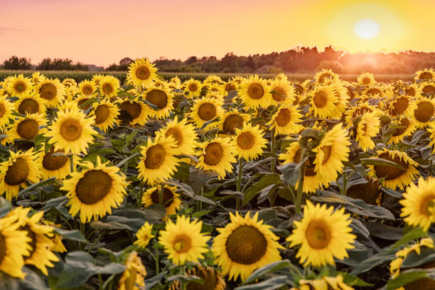 istock Beautiful sunflower field panorama in sunset in summer 1161886300
