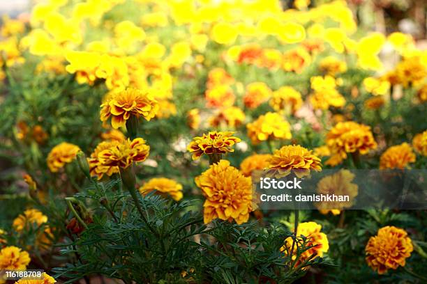 Foto de Cravodedefunto e mais fotos de stock de Chrysanthemum Segetum - Chrysanthemum Segetum, Amarelo, Bem-me-quer