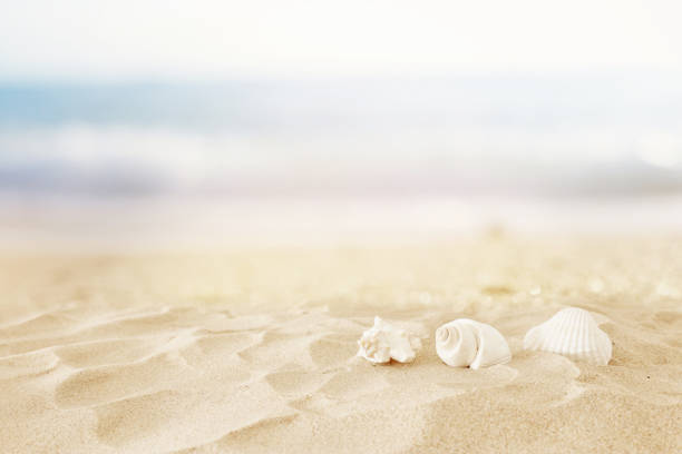 istock Empty sand beach and shells in front of summer sea background with copy space 1161887379