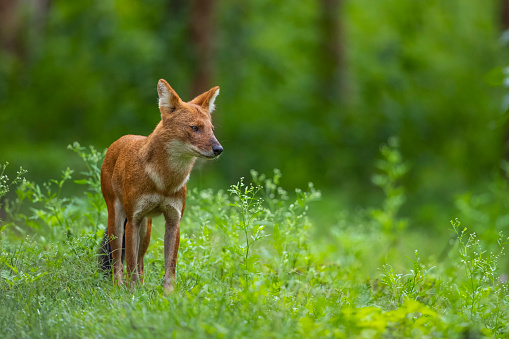 The dhole is a canid native to Central, South, and Southeast Asia. Other English names for the species include Asian wild dog, Asiatic wild dog, Indian wild dog, whistling dog, red dog, and mountain wolf