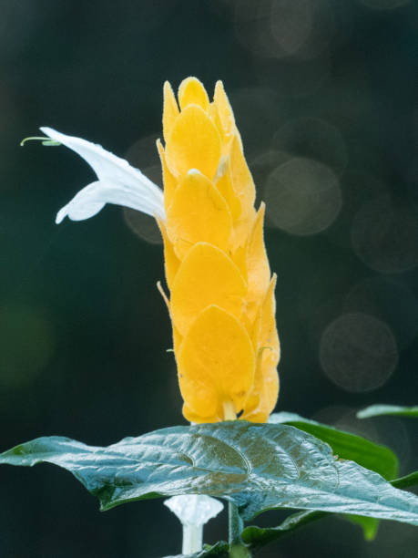 Golden shrimp plant (Pachystachys lutea) Golden shrimp plant (Pachystachys lutea), native to rainforest in the Caribbean and Central and South America. Photographed at Diwan, Far North Queensland, Australia. pachystachys lutea stock pictures, royalty-free photos & images