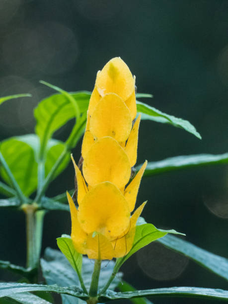 Golden shrimp plant (Pachystachys lutea) Golden shrimp plant (Pachystachys lutea), native to rainforest in the Caribbean and Central and South America. pachystachys lutea stock pictures, royalty-free photos & images