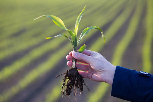 istock Farmer's hand holding corn sprout in field 1161889396