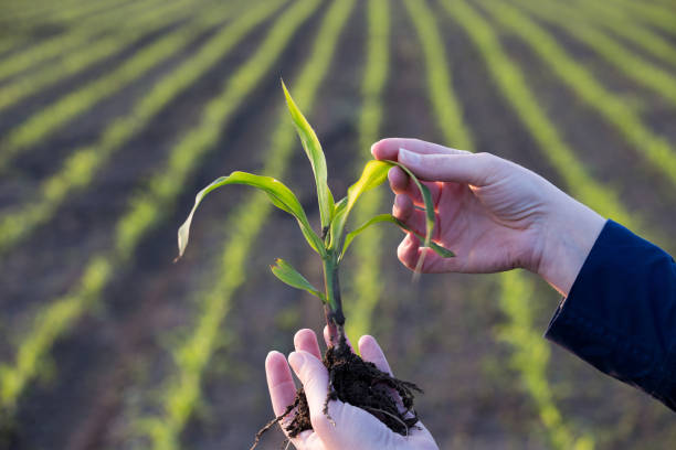 istock Farmer's hand holding corn sprout in field 1161889405