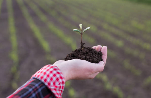 istock Farmer's hand holding soybean sprout in field 1161889411