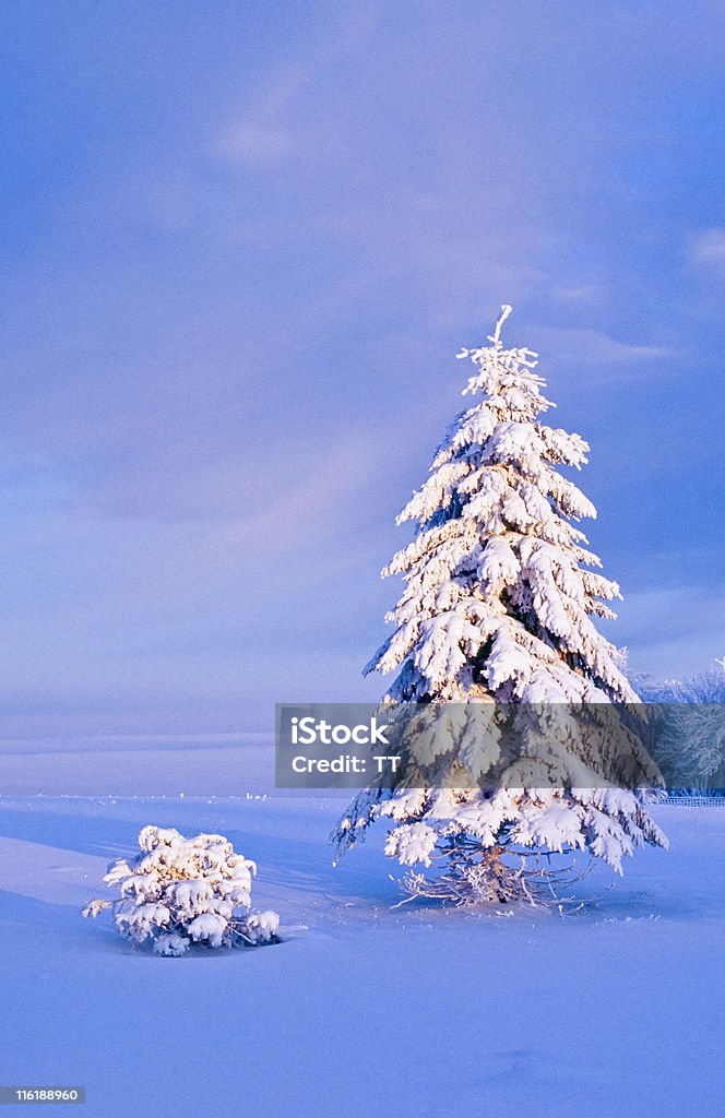 Abeto picea - Foto de stock de Abeto Picea libre de derechos