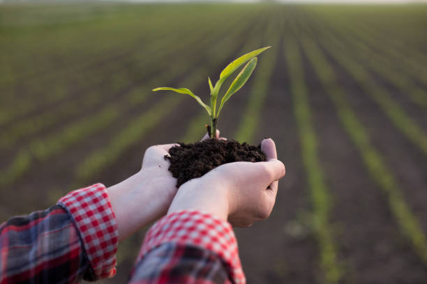 istock Farmer's hands holding corn sprout in field 1161890000