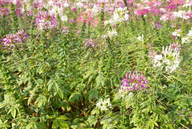 istock white flower and pink flower 1161891075