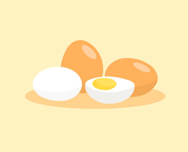 ilustraciones, imágenes clip art, dibujos animados e iconos de stock de huevo hervido aislado sobre fondo blanco. huevos cocidos pelados aislados sobre fondo blanco. - huevo etapa de animal