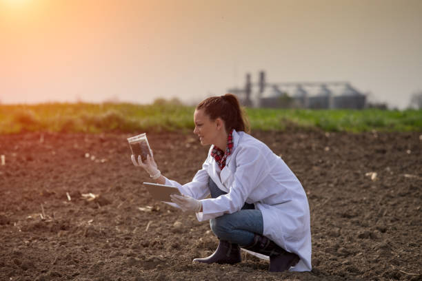 Agronomist working in field stock photo
