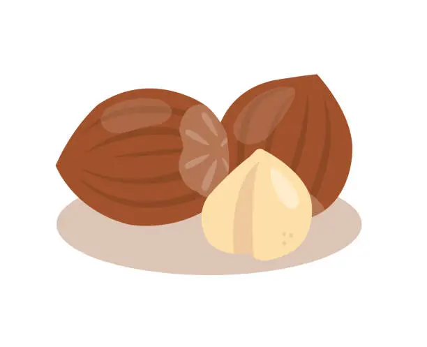 Vector illustration of Hazelnut nuts isolated on white background.