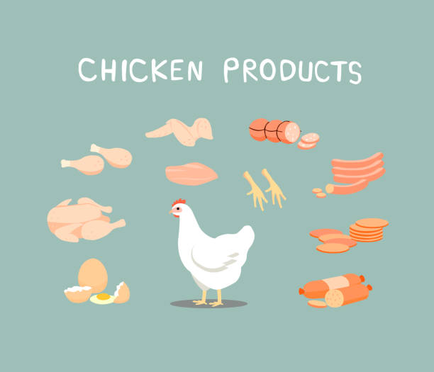 hühnerprodukte ist ein beliebtes lebensmittel. hühnerprodukte können in verschiedenen arten verarbeitet werden. - chicken poultry cartoon cockerel stock-grafiken, -clipart, -cartoons und -symbole