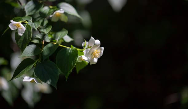 istock Jasmine branch with white flowers in sunlight, close up, copy space 1161892611