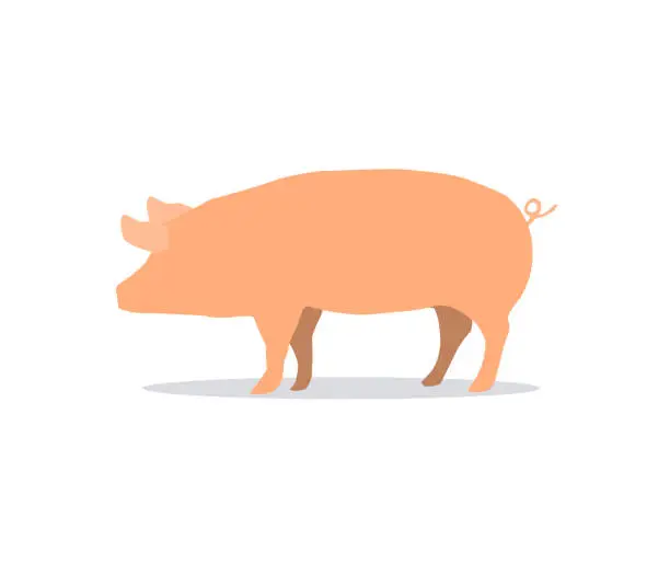 Vector illustration of Pig isolated on white background. Side pork picture on white backdrop.