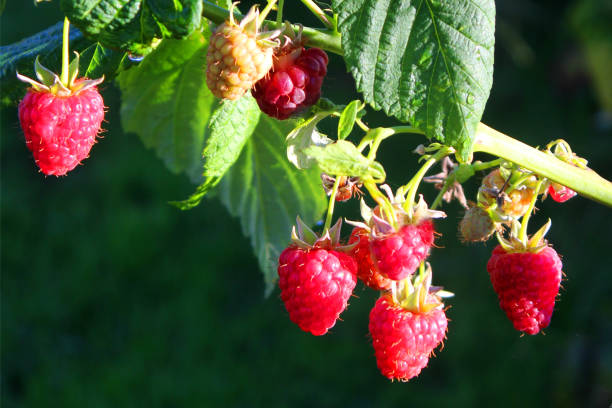 imagen de la vid fresca de frambuesa madura plantada en vertiente de frutas de verano. la vid de frambuesa / plantas están creciendo en viñedo con flores, brotes finales deja fructificantes de frambuesa verde, madurando cada vez más rojo maduro - raspberry berry vine berry fruit fotografías e imágenes de stock