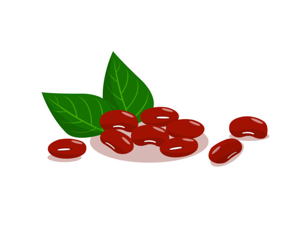 ilustrações, clipart, desenhos animados e ícones de feijão de rim vermelho isolado no fundo branco. - green bean bean vegetable fruit