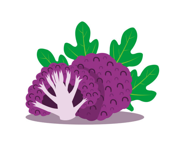 fioletowy kalafior wyizolowany na białym tle. - purple cauliflower stock illustrations