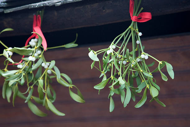 vischio - mistletoe foto e immagini stock