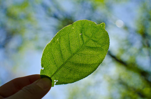 A view of the leaf and its veins inside with the stems and the glowing green skin under the sunlight in the woodland area in the fingers of a person.
